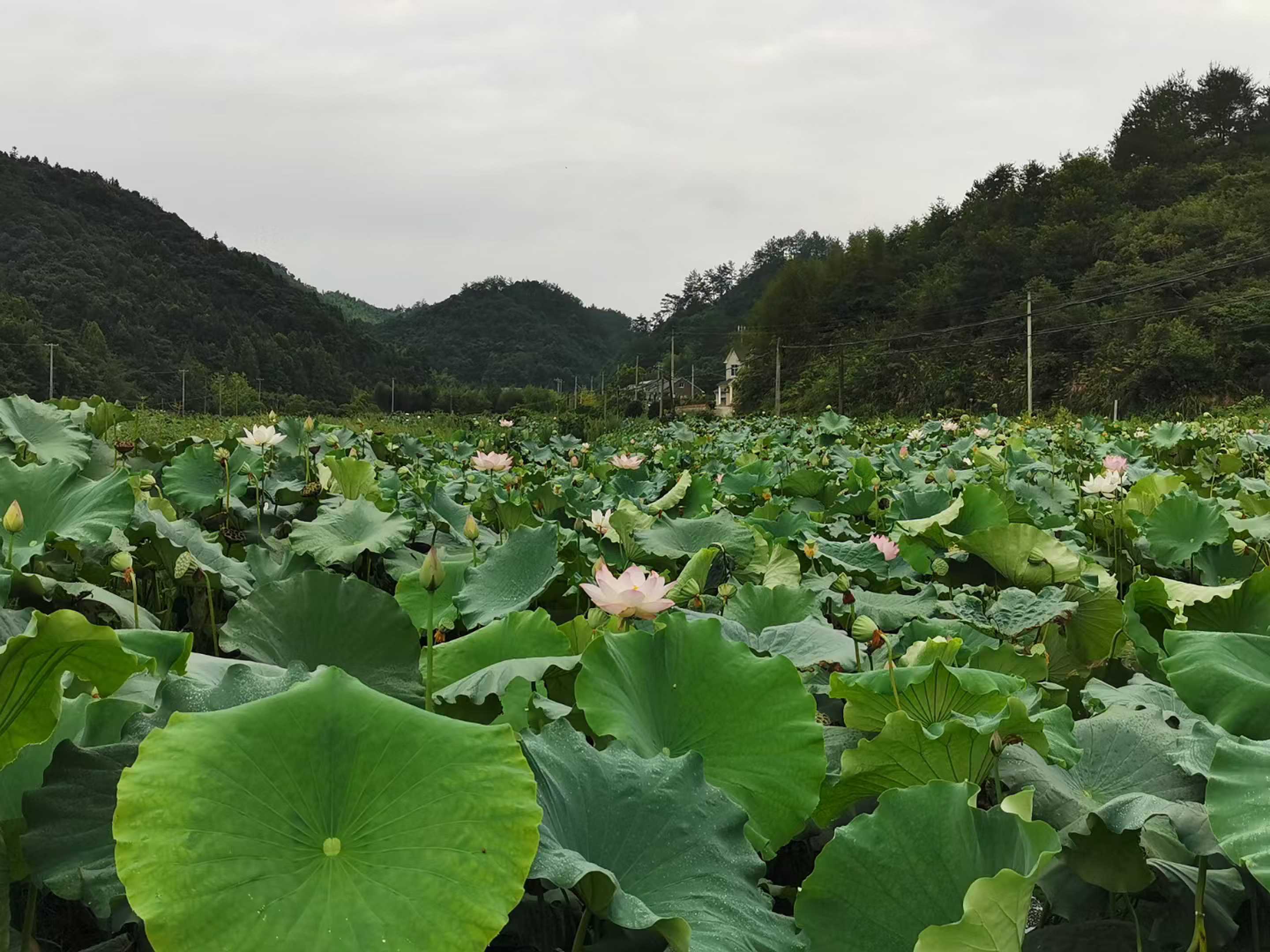 太阳公社旅游荷花池